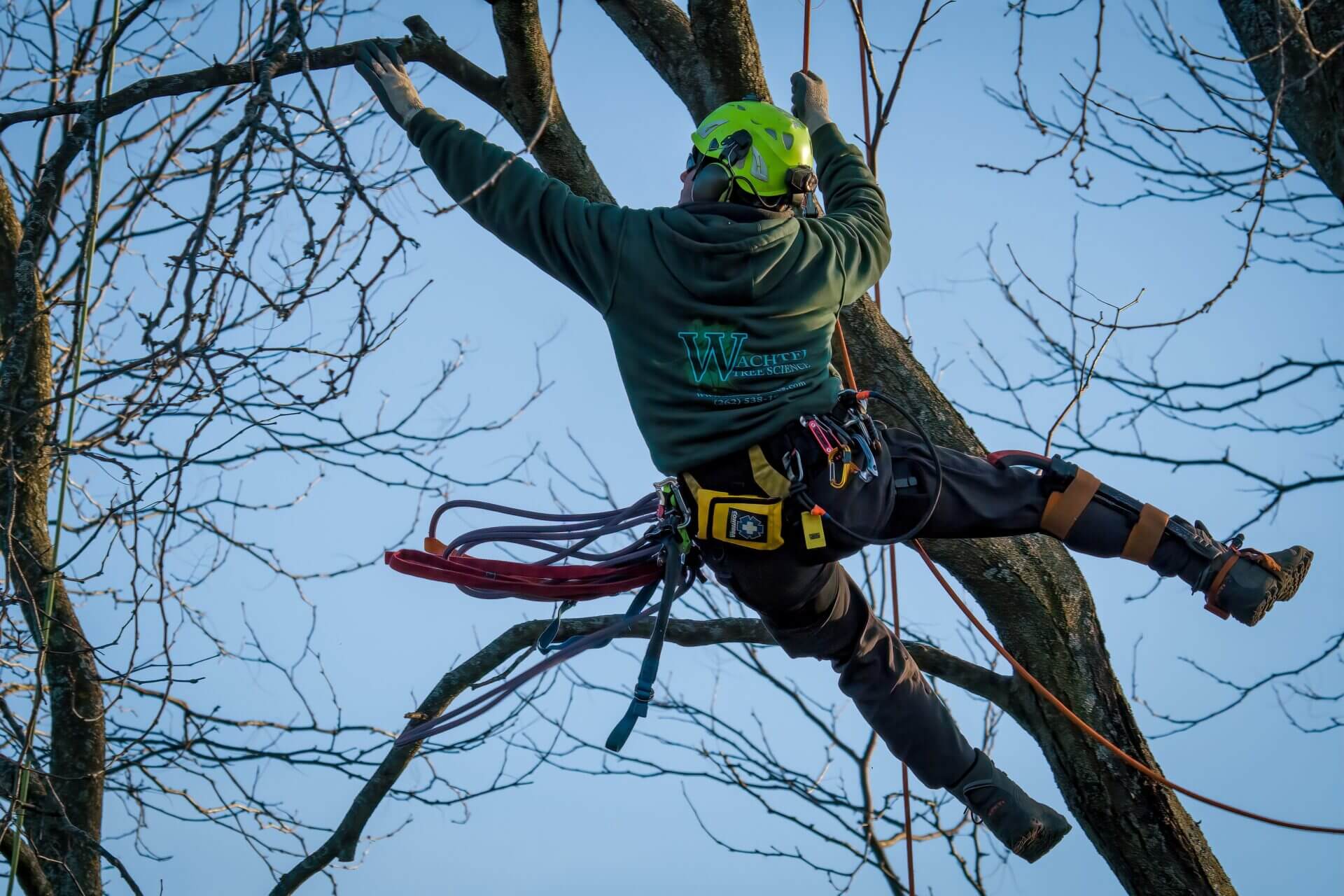 Professional Tree Pruning Services Near Me