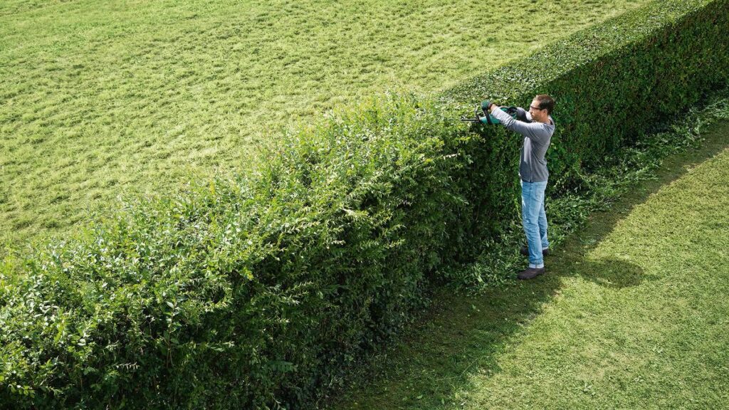 Hedge Shaping Techniques