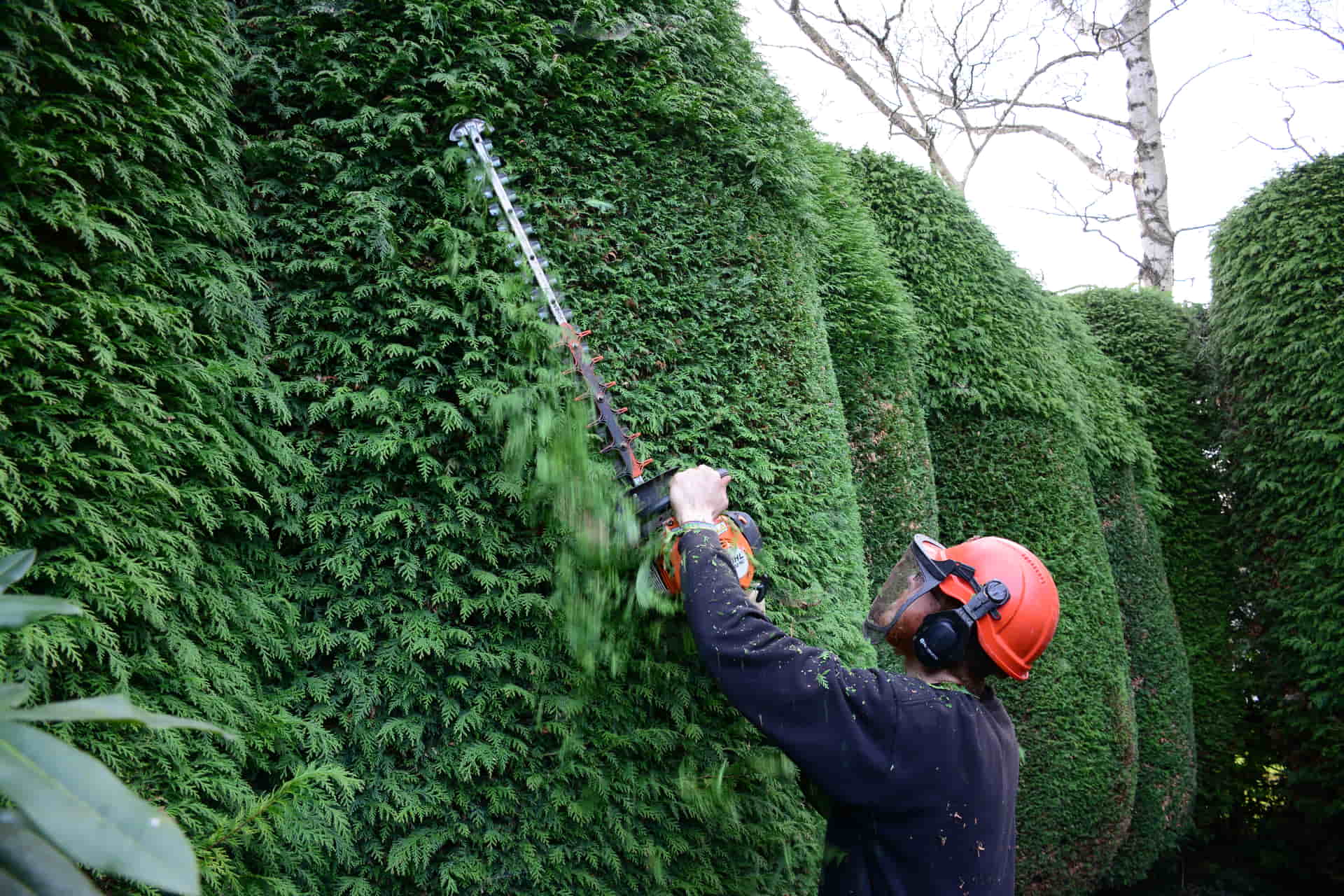 Hedge Shaping Techniques