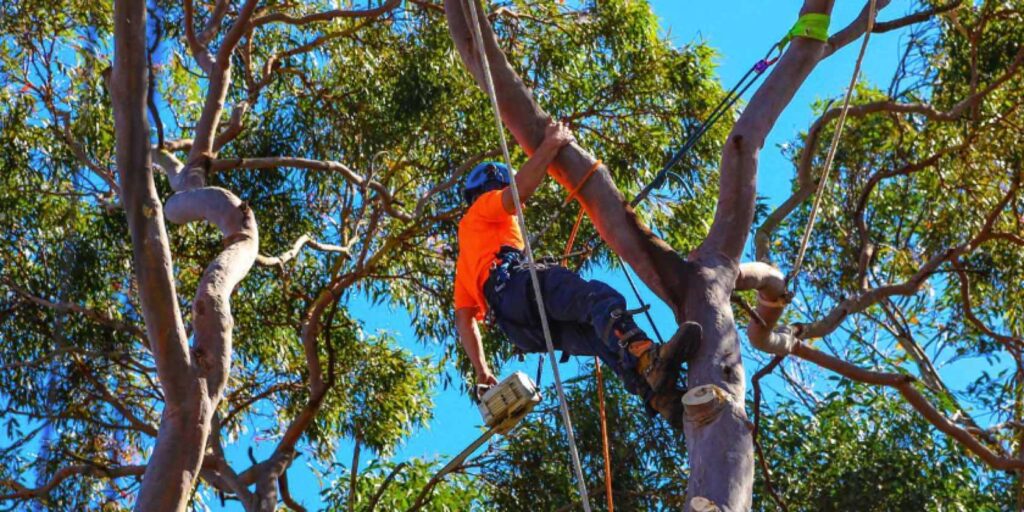 Tree Pruning