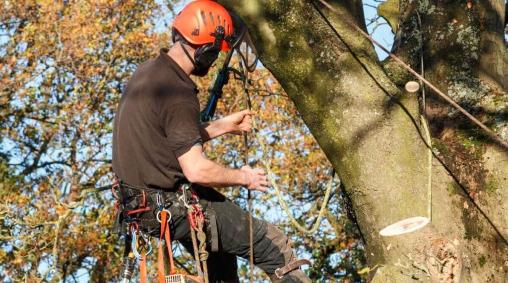 Professional Tree Pruning Services Near Me