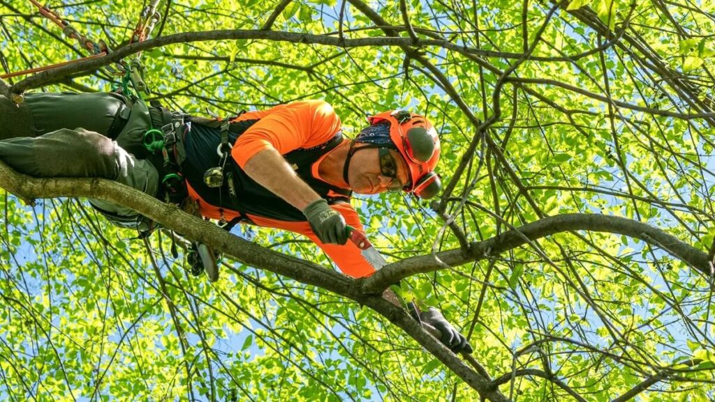 Tree Pruning