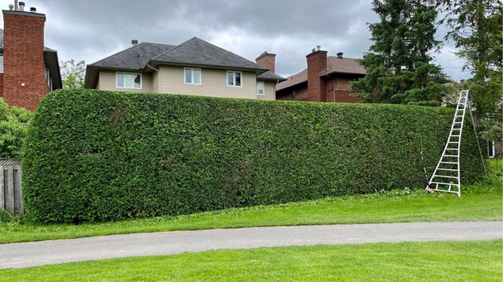 Hedge Shaping Techniques