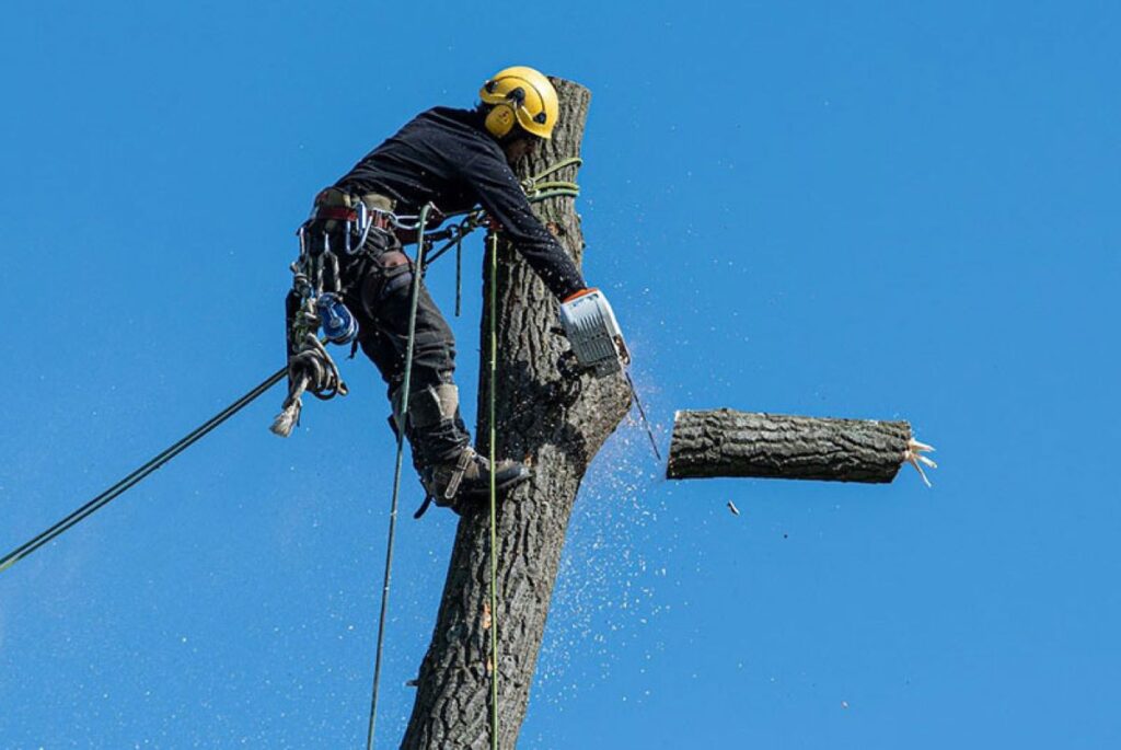 tree removal Central Coast