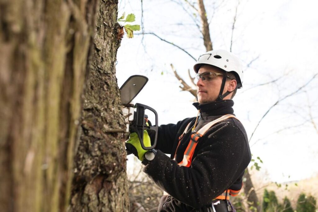 Tree Removal Hills District