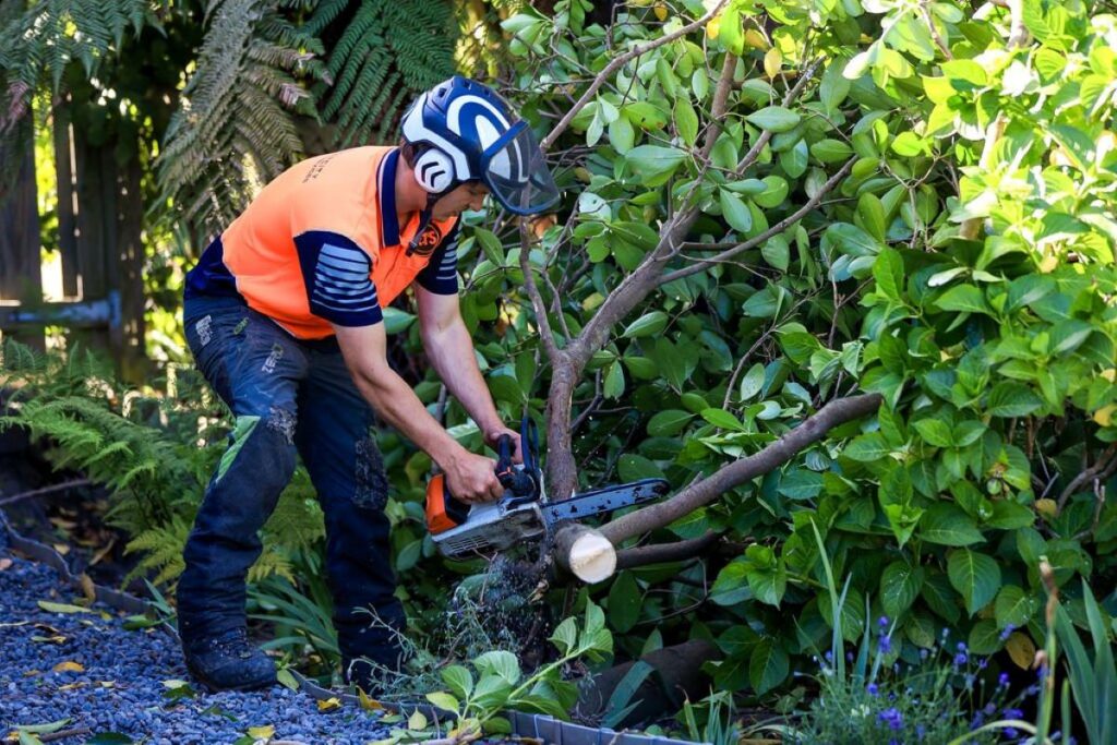tree removal Central Coast