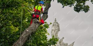 Tree Removal Hills District: Local Tree Services You Can Trust