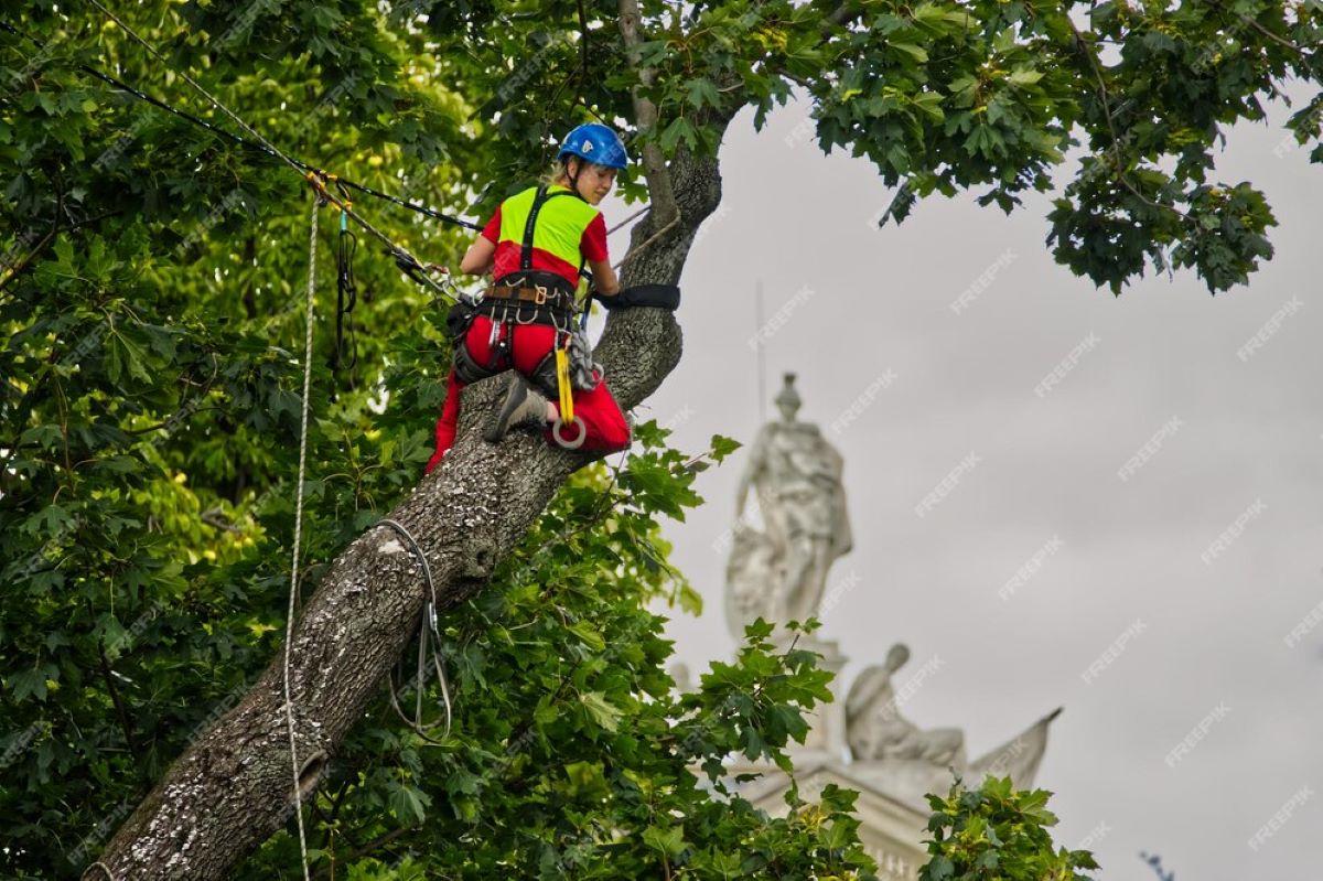 Tree Removal Hills District