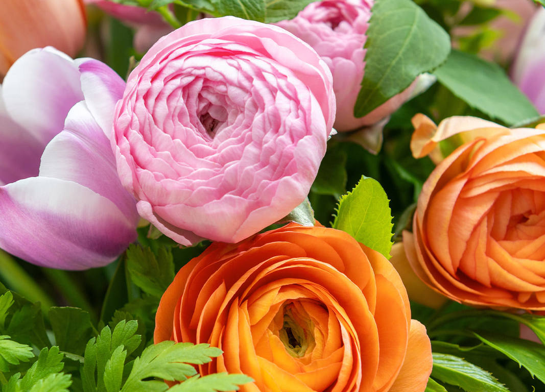 Flowers Neutral Bay: A Local Guide to Buying and Sending