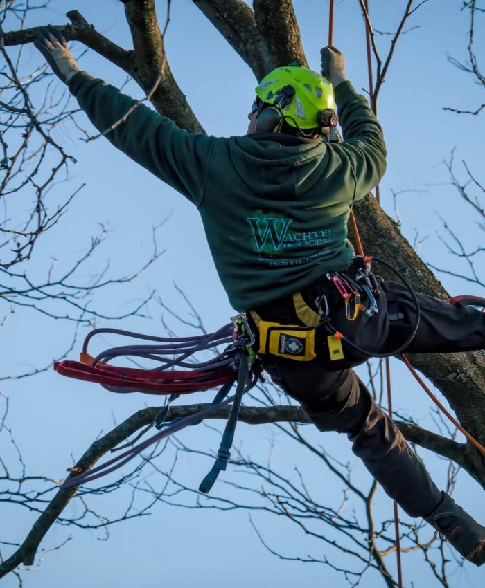 Professional Tree Pruning Services Near Me: Expert Care for Your Trees