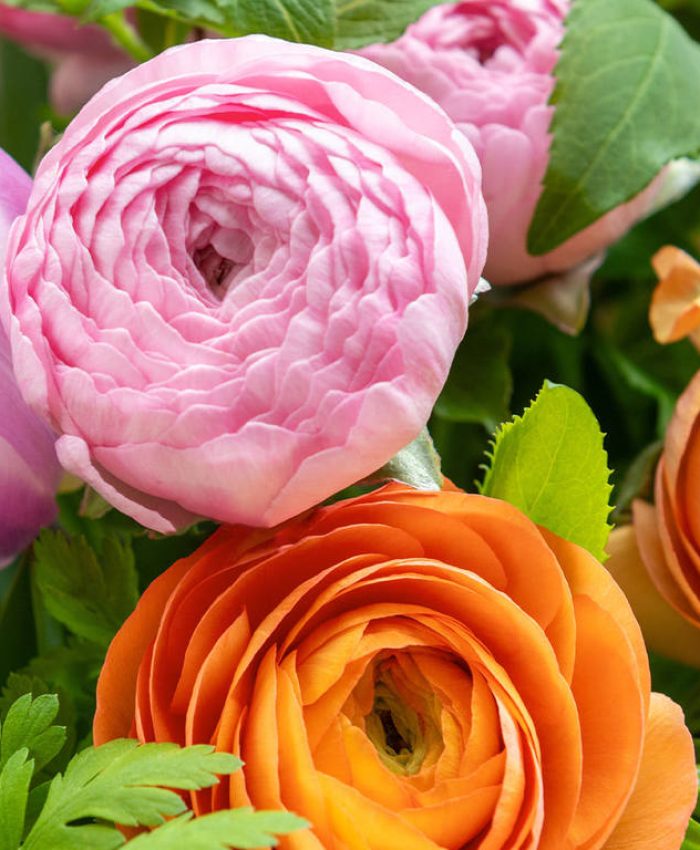 Flowers Neutral Bay: A Local Guide to Buying and Sending