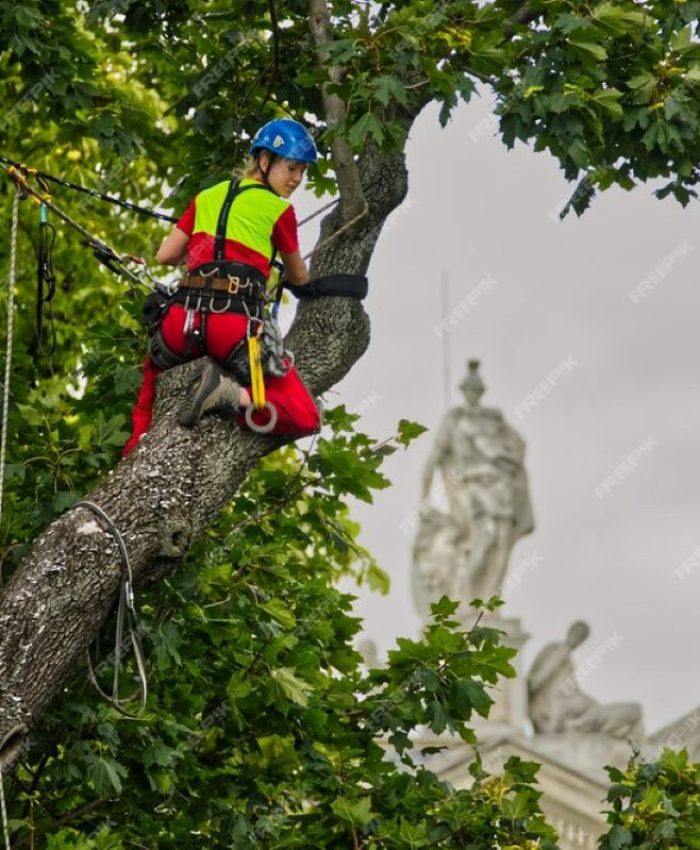 Tree Removal Hills District: Local Tree Services You Can Trust